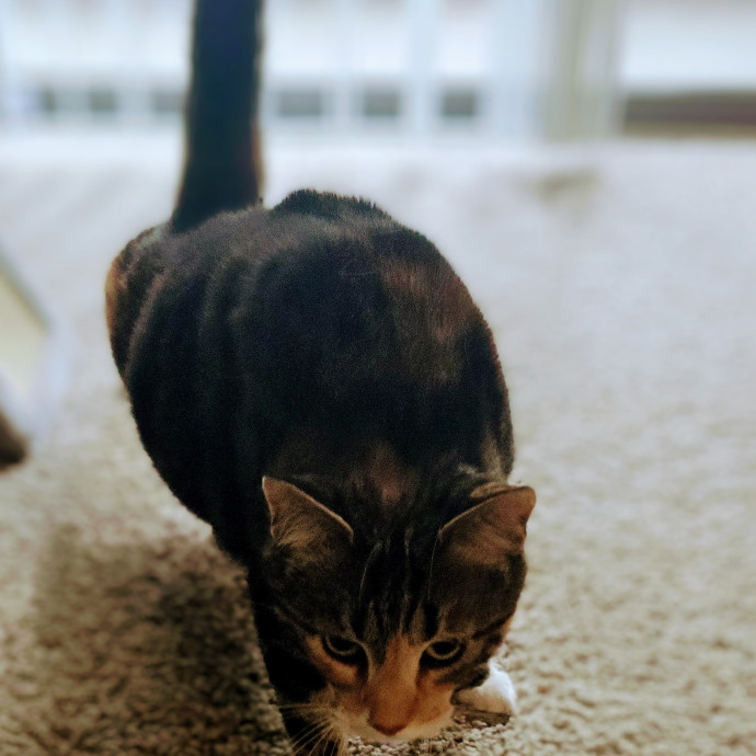 Whisker-Approved Cat Care