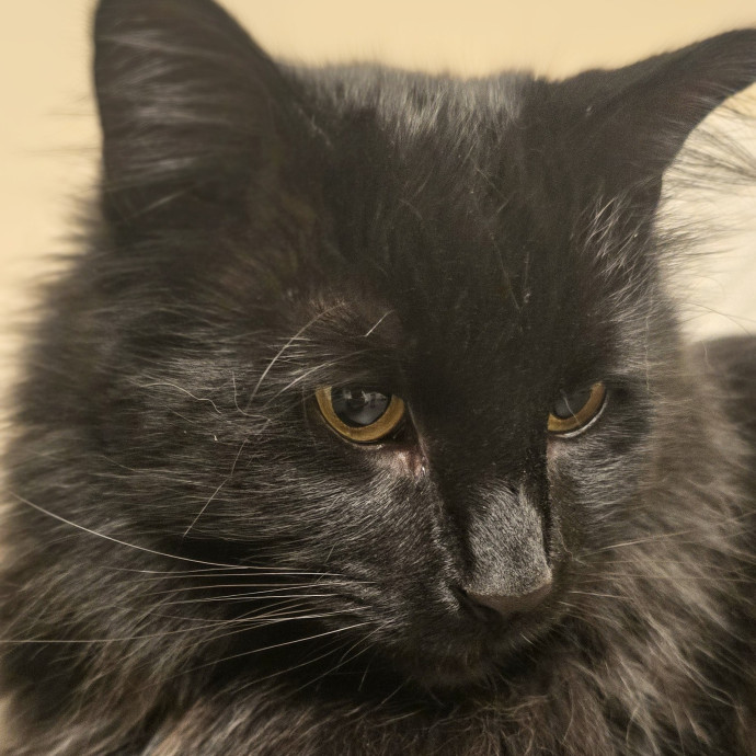 Whisker-Approved Cat Care photo 3