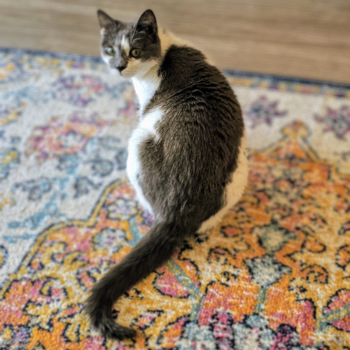 Whisker-Approved Cat Care photo 2