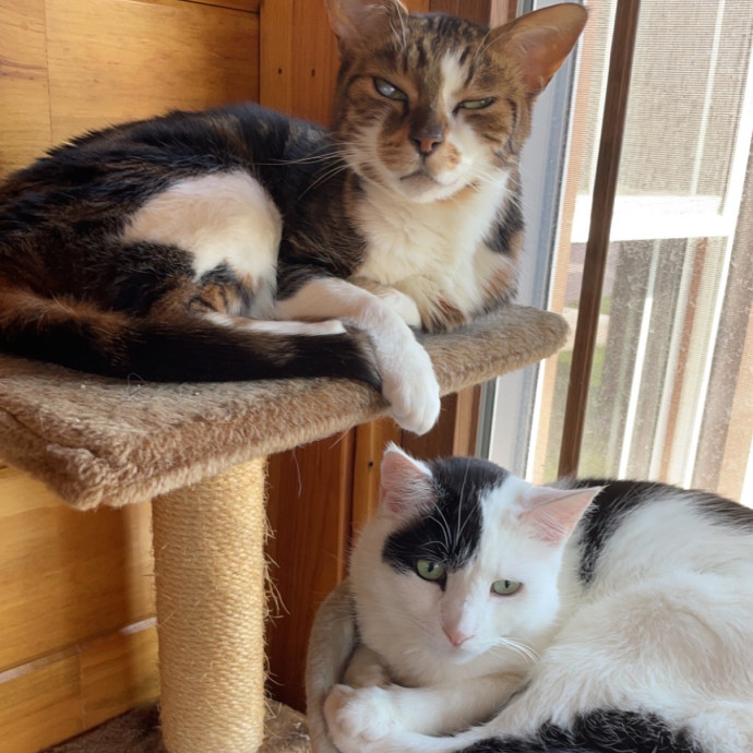 Comfort Cat-Sits By Canaan