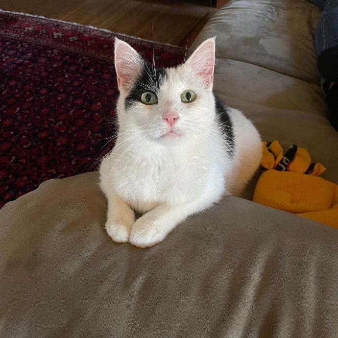 Comfort Cat-Sits By Canaan