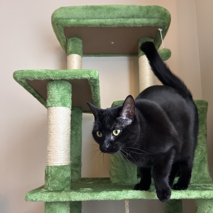 Comfort Cat-Sits By Canaan photo 3