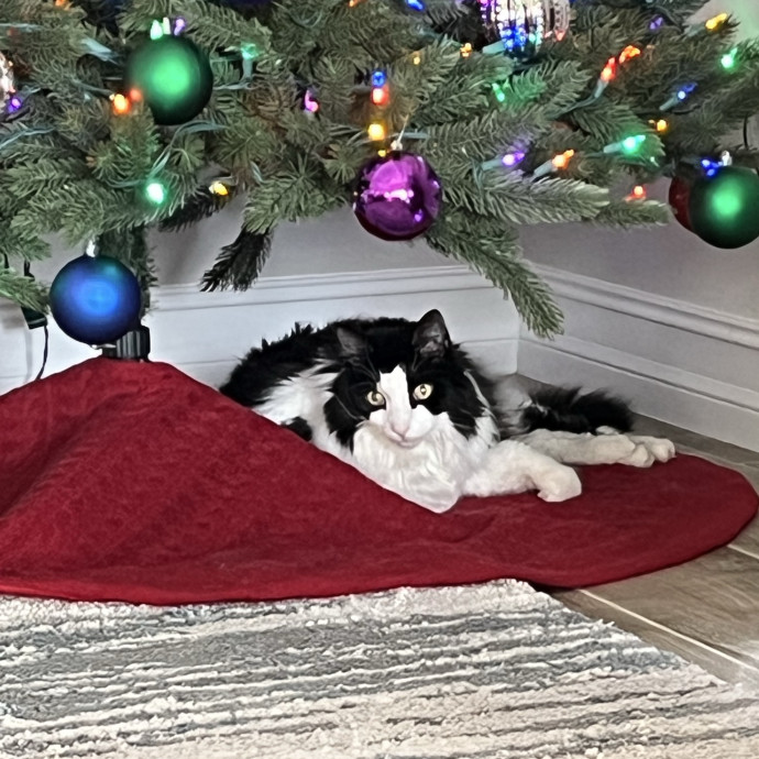 Purrrfessional Cat Mom