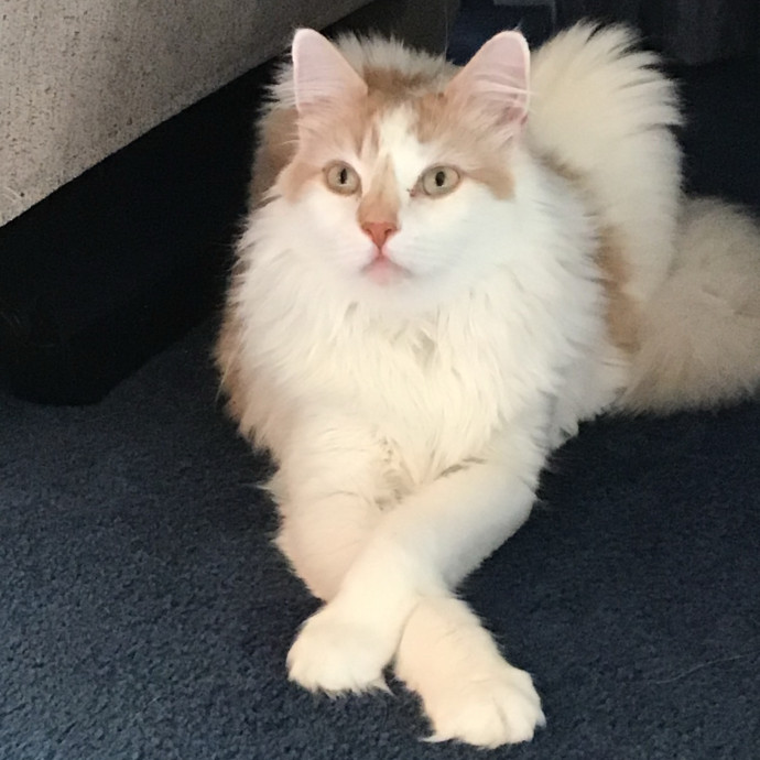 Purrrfessional Cat Mom