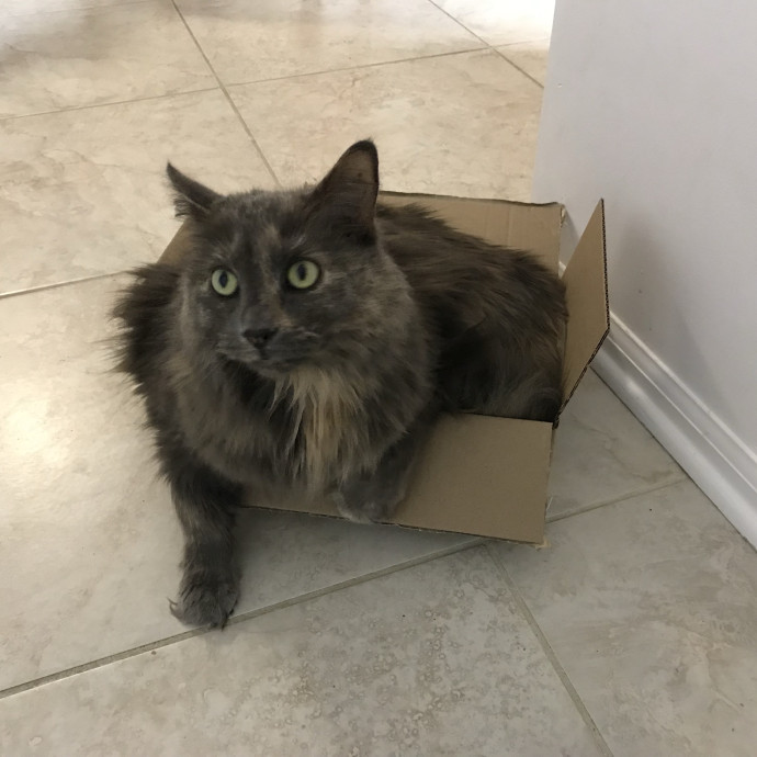 Purrrfessional Cat Mom photo 3