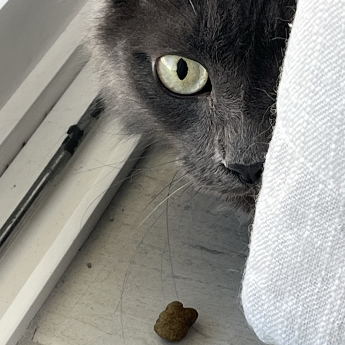 Purrrfessional Cat Mom photo 2