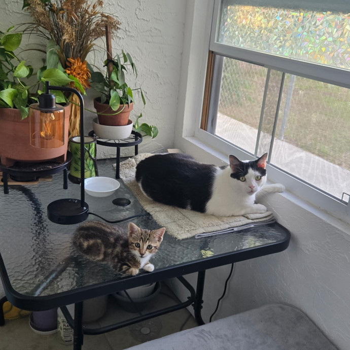 Purrrfessional Cat Mom photo 2