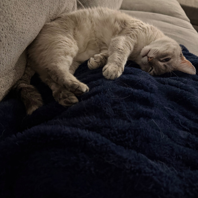 Pretty Kitty