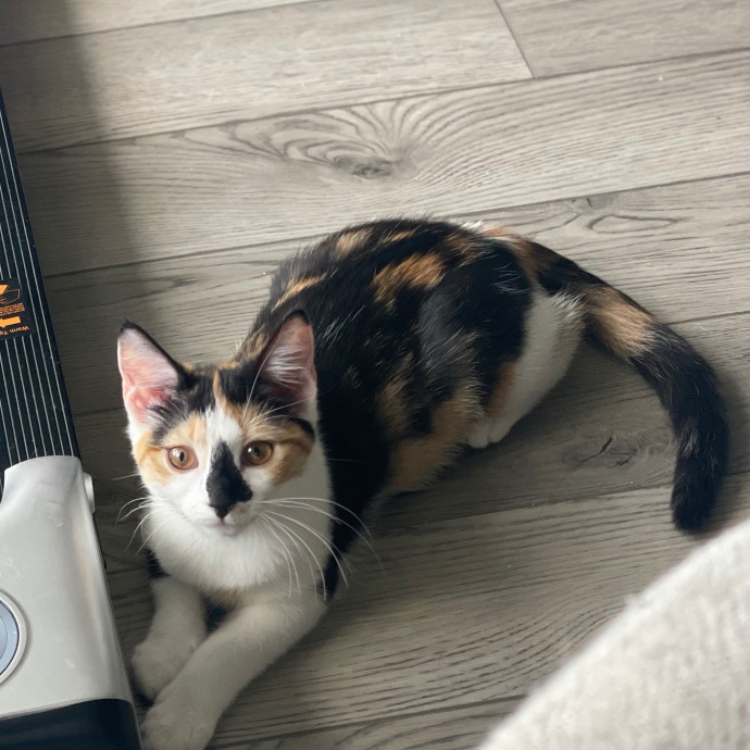 Pretty Kitty