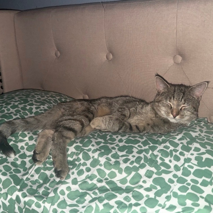 Pretty Kitty photo 3