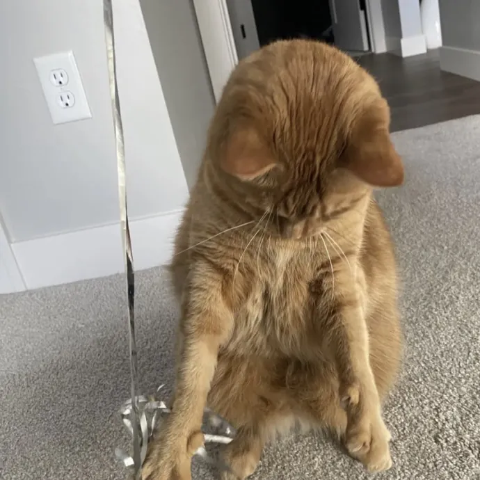 Your Cats New Best Friend