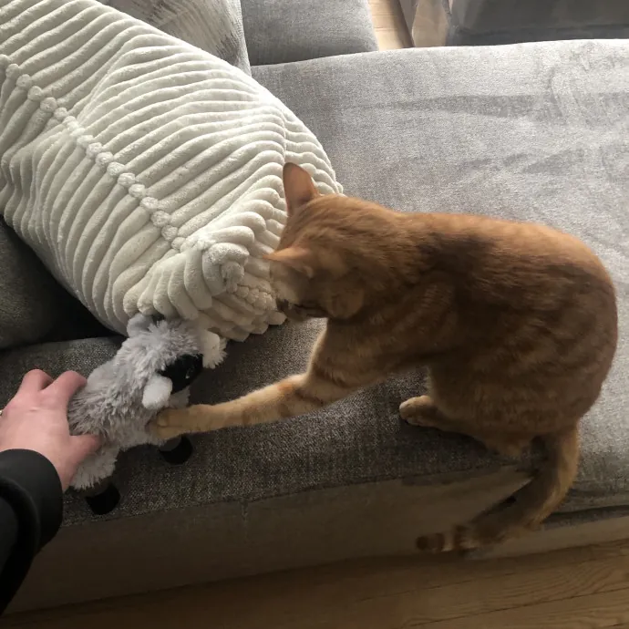 Your Cats New Best Friend