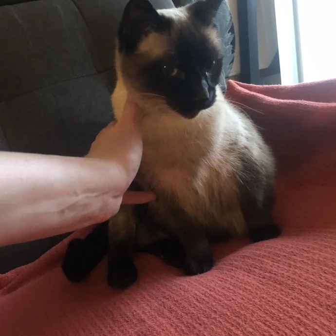 Your Cats New Best Friend