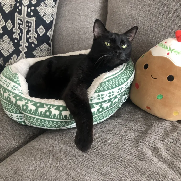 Your Cats New Best Friend