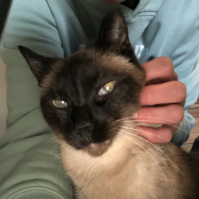 Your Cats New Best Friend
