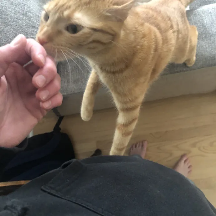 Your Cats New Best Friend