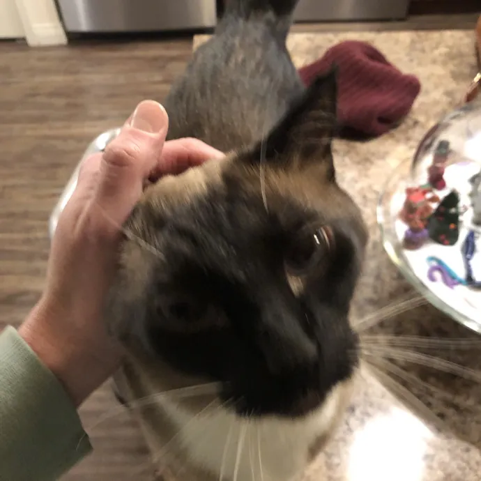 Your Cats New Best Friend
