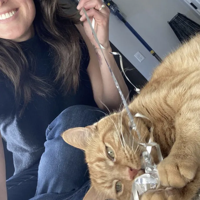 Your Cats New Best Friend