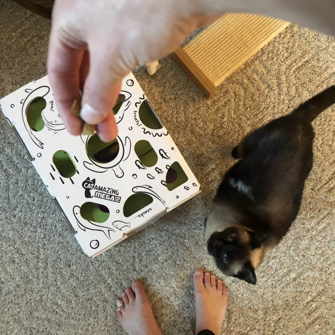 Your Cats New Best Friend