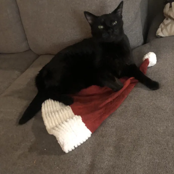 Your Cats New Best Friend