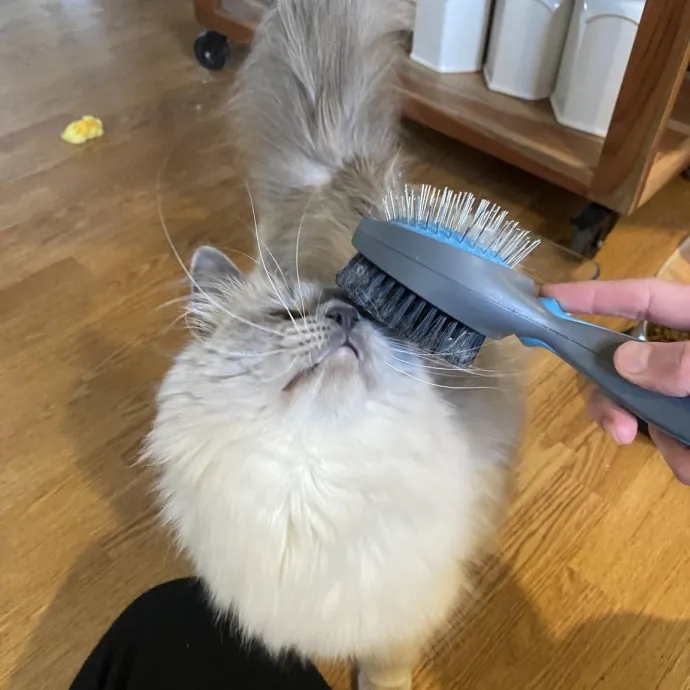 Your Cats New Best Friend
