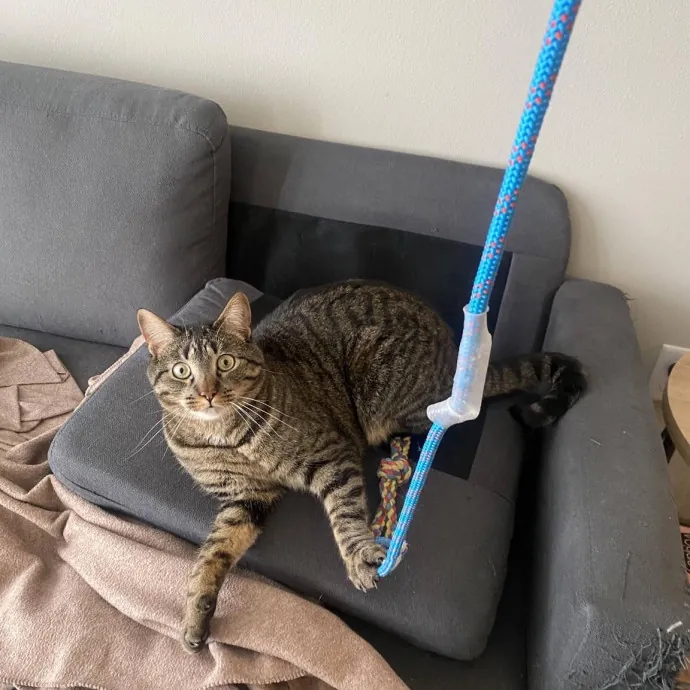 Your Cats New Best Friend
