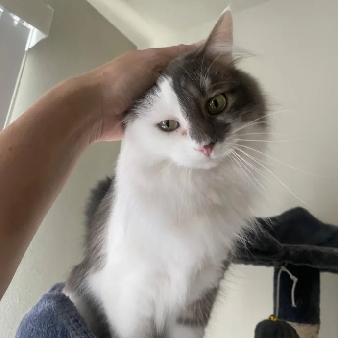 Your Cats New Best Friend