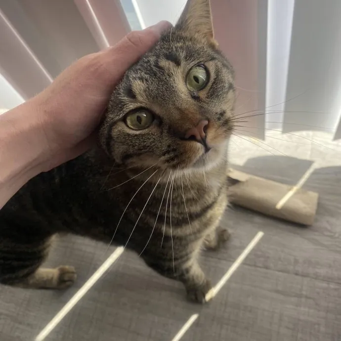 Your Cats New Best Friend