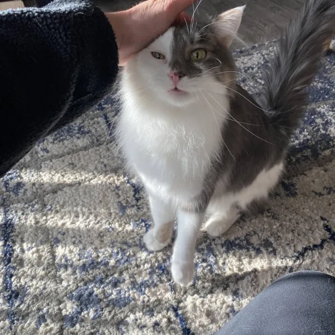 Your Cats New Best Friend