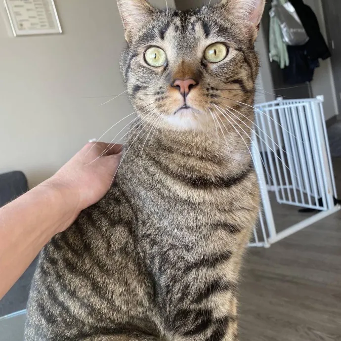 Your Cats New Best Friend