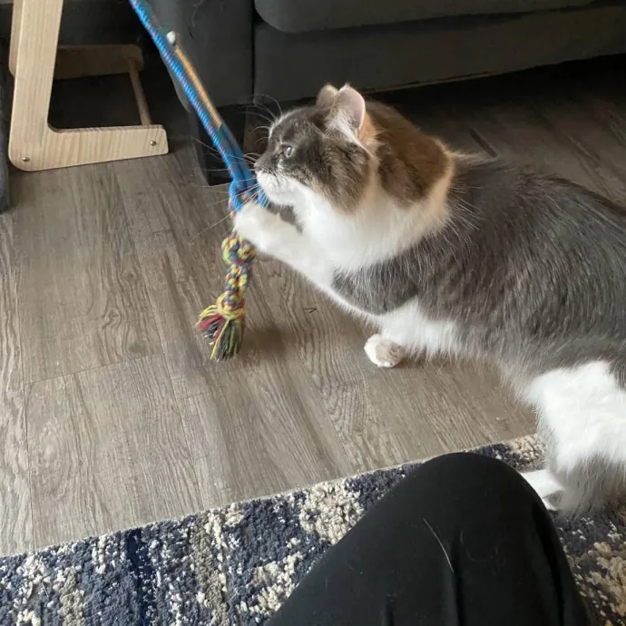 Your Cats New Best Friend