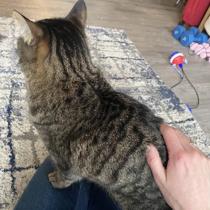Your Cats New Best Friend