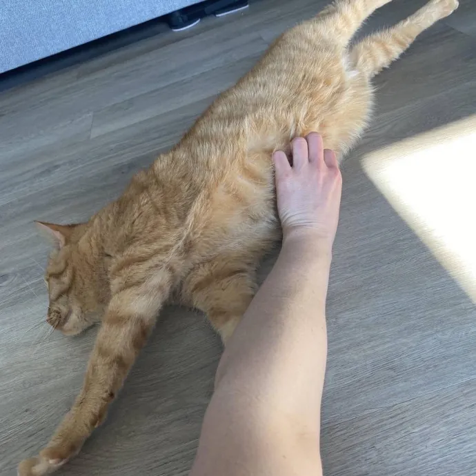 Your Cats New Best Friend
