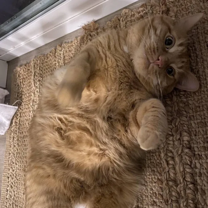 Your Cats New Best Friend