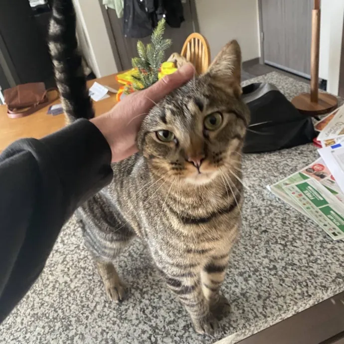 Your Cats New Best Friend