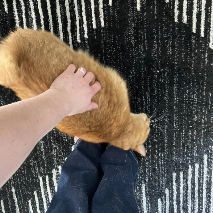 Your Cats New Best Friend