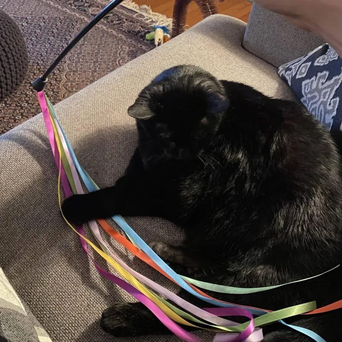 Your Cats New Best Friend