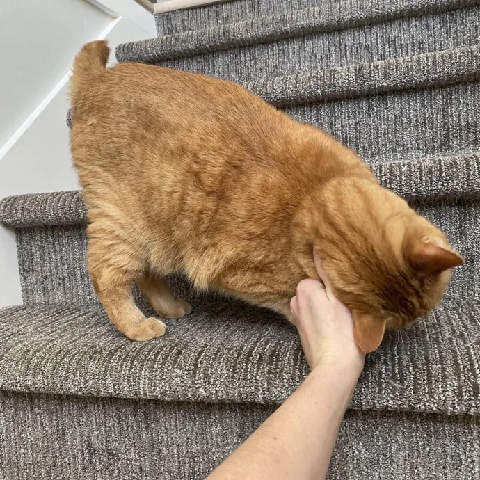 Your Cats New Best Friend