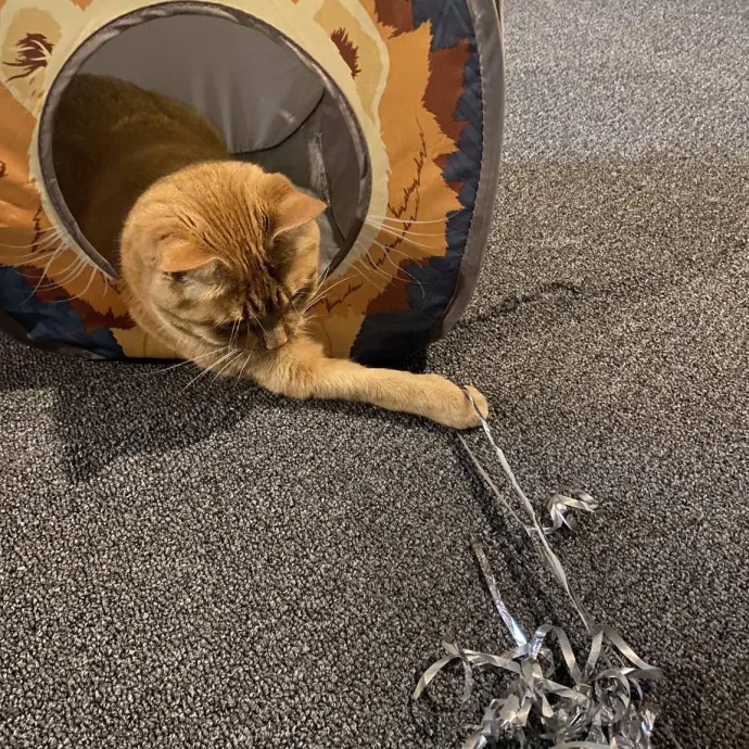Your Cats New Best Friend