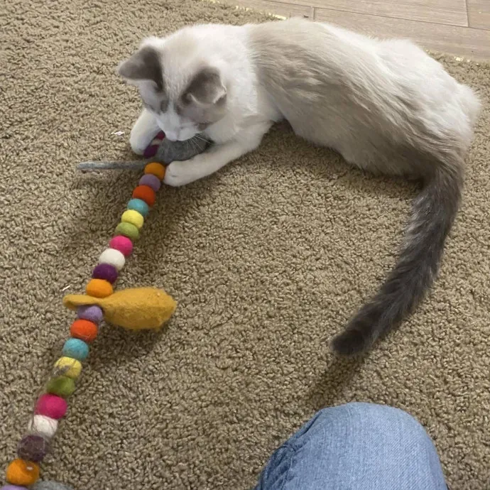 Your Cats New Best Friend