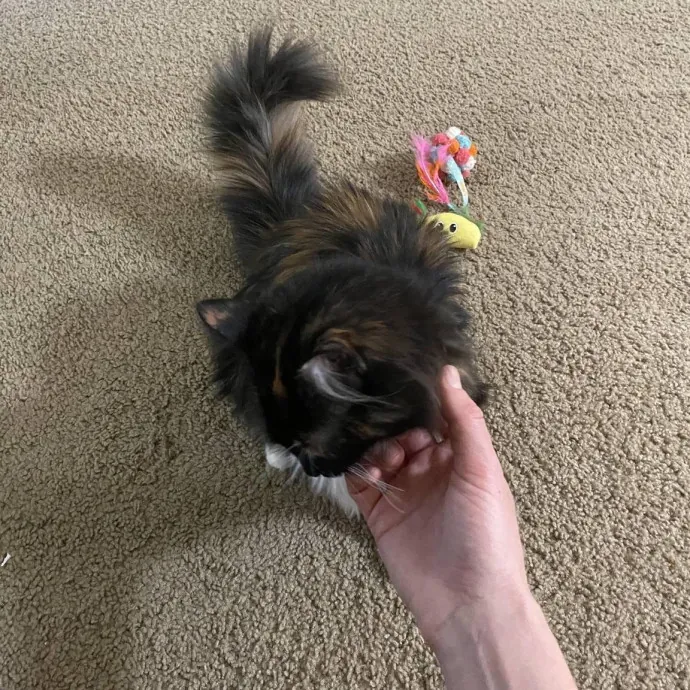Your Cats New Best Friend
