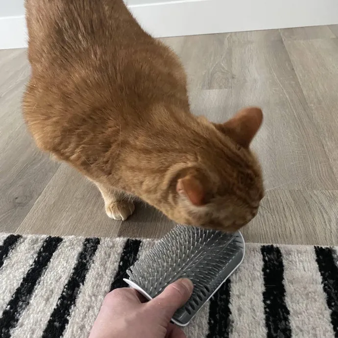 Your Cats New Best Friend