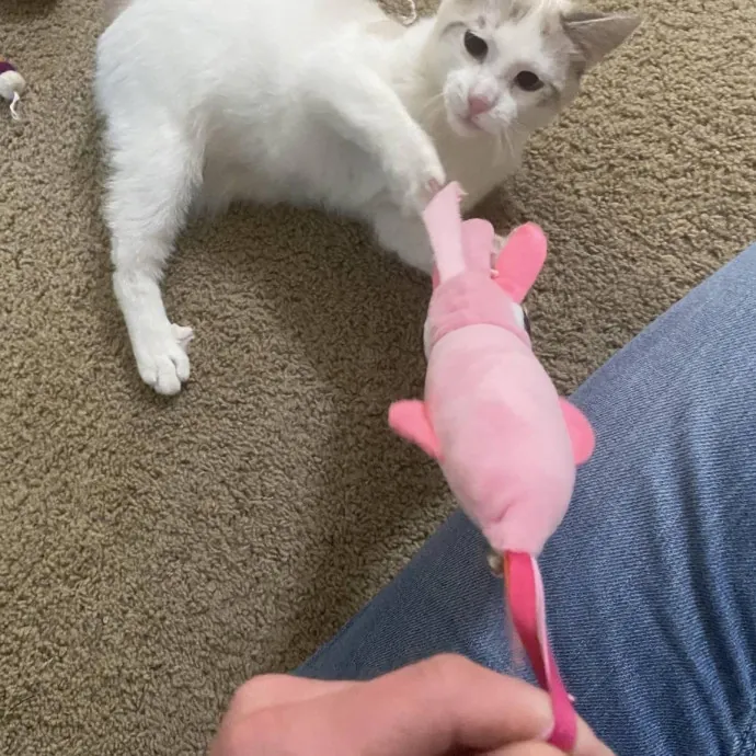Your Cats New Best Friend