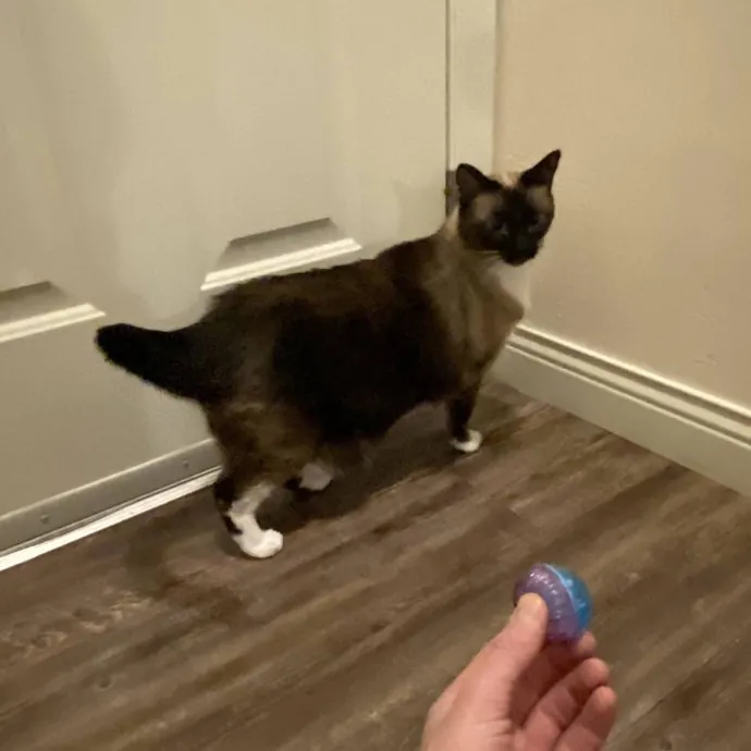 Your Cats New Best Friend