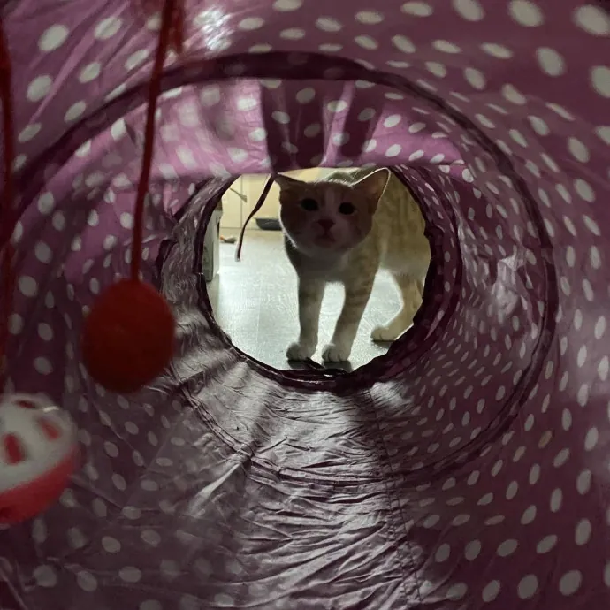 Your Cats New Best Friend