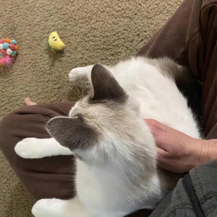 Your Cats New Best Friend