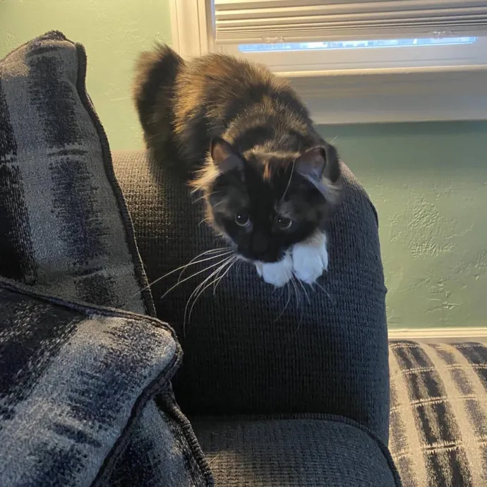 Your Cats New Best Friend