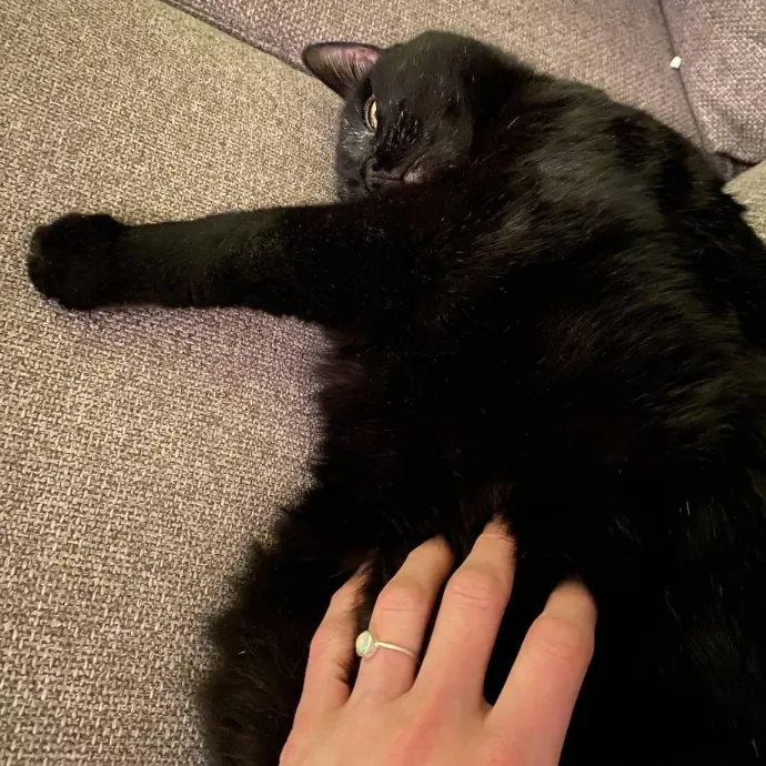 Your Cats New Best Friend