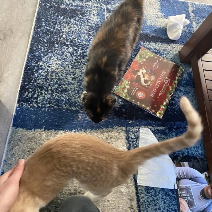 Your Cats New Best Friend
