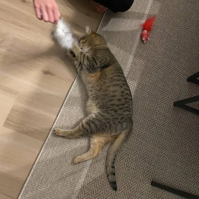 Your Cats New Best Friend